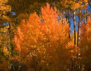 Aspen Bouquet. Photo by Dave Bell.