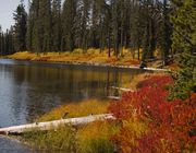 Red Underbrush At Lewis River. Photo by Dave Bell.