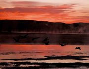 Yellowstone River Sunrise Geese In Flight. Photo by Dave Bell.