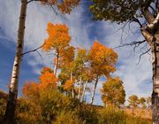 Gorgeous Aspen. Photo by Dave Bell.