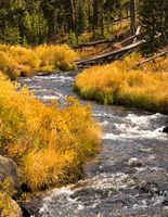 Cascading Scenic Stream. Photo by Dave Bell.