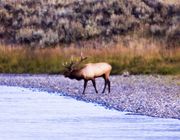 Bull Elk At Snake River. Photo by Dave Bell.