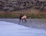 Bull Elk Bugling At Snake. Photo by Dave Bell.
