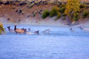 Swimming With The Herd. Photo by Dave Bell.