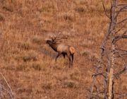 Bugling In The Hayden Valley. Photo by Dave Bell.