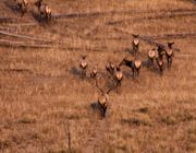 Pushing The Herd. Photo by Dave Bell.