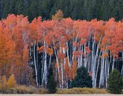 Colors At The Wheat Field. Photo by Dave Bell.