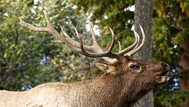 Up Close. Photo by Dave Bell.