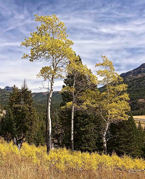 Colorful Aspen. Photo by Dave Bell.