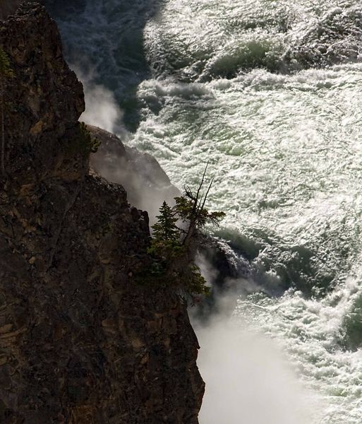 Tenacity. Photo by Dave Bell.