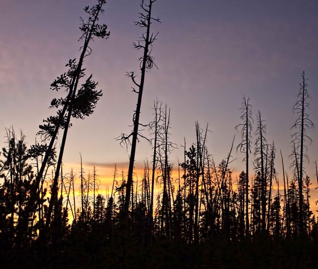 Regenerating Forest. Photo by Dave Bell.