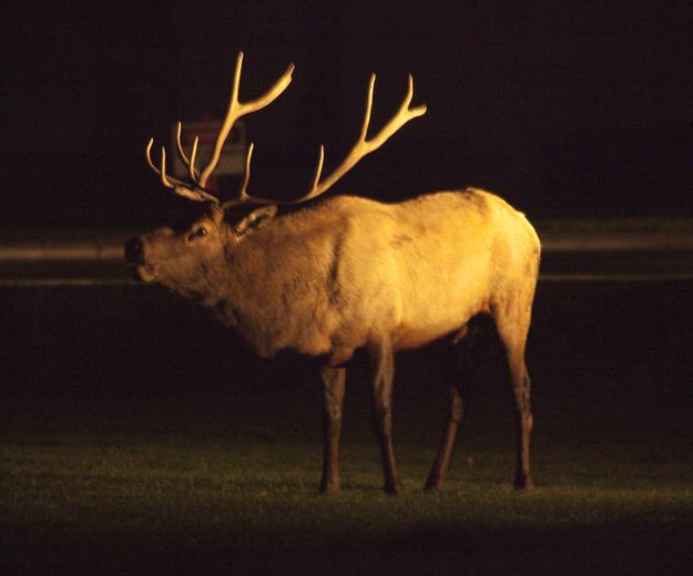 Headlight Lit Bull At Mammoth Parade Grounds. Photo by Dave Bell.