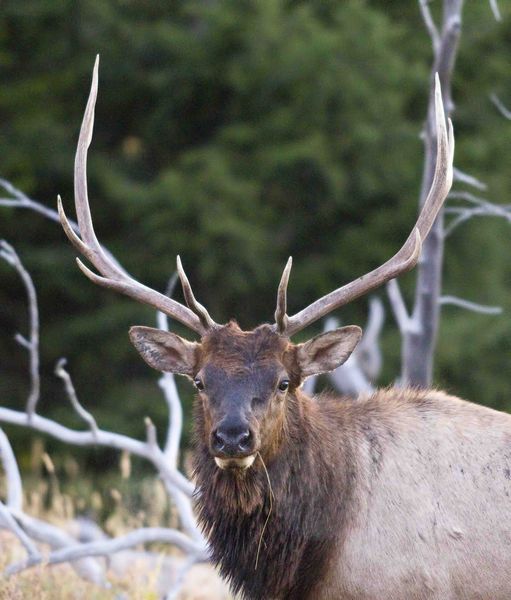 Focused. Photo by Dave Bell.