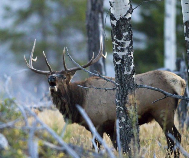 Bugle!. Photo by Dave Bell.