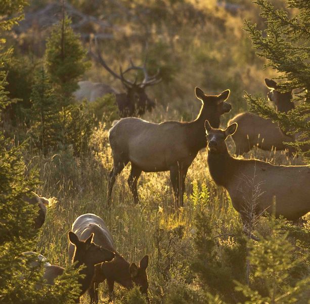 Never Ceasing Territorial Patrol. Photo by Dave Bell.