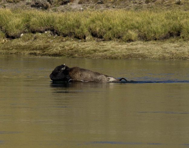 Swimmer Working Hard. Photo by Dave Bell.