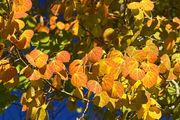 Beautiful Fall Leaves. Photo by Dave Bell.