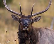 Elk Head. Photo by Dave Bell.