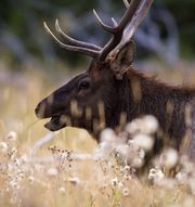 Wandering By. Photo by Dave Bell.