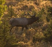 Making A Racket!. Photo by Dave Bell.