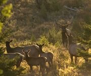 On Guard. Photo by Dave Bell.