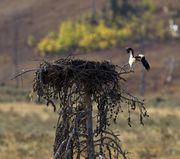Lamar Valley Osprey Liftoff!. Photo by Dave Bell.