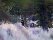 Big Dog. Photo by Dave Bell.