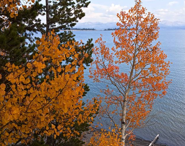 Lake Yellowstone Color. Photo by Dave Bell.