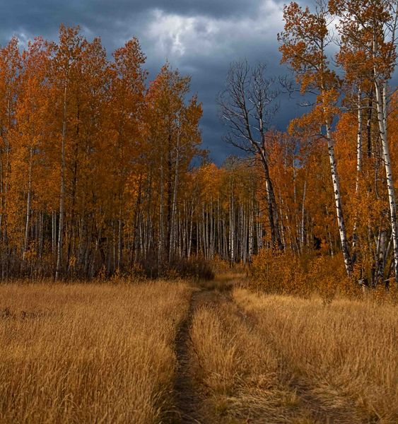 Overwhelming Color. Photo by Dave Bell.