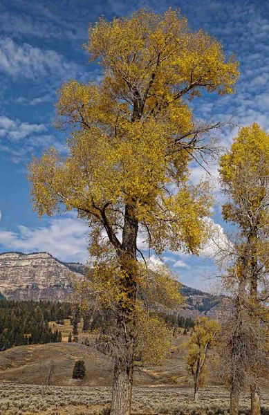 Lamar Fall Cottonwoods. Photo by Dave Bell.