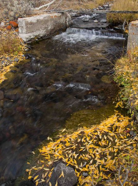 Fall Leaves. Photo by Dave Bell.