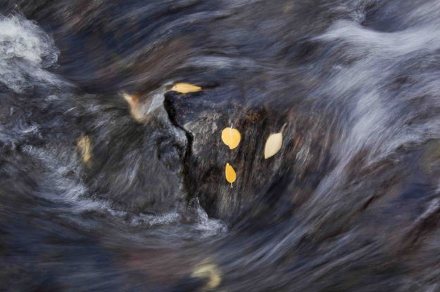 Fall Leaves. Photo by Dave Bell.