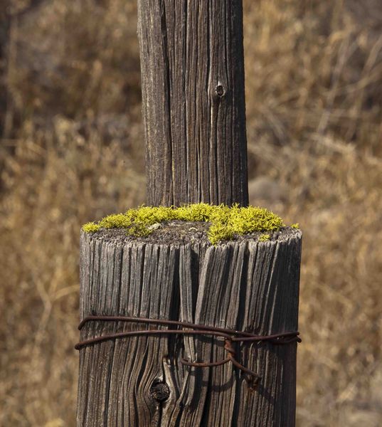 Been There Awhile. Photo by Dave Bell.