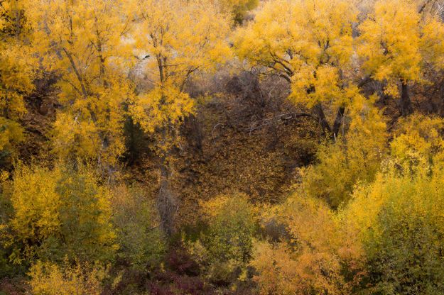 Whole Lotta Color. Photo by Dave Bell.