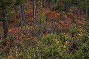 Underbrush Fall Foliage Fire. Photo by Dave Bell.