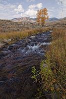 Rose Creek. Photo by Dave Bell.