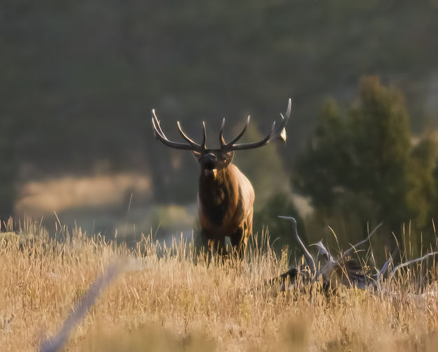 Bellowing Bull. Photo by Dave Bell.