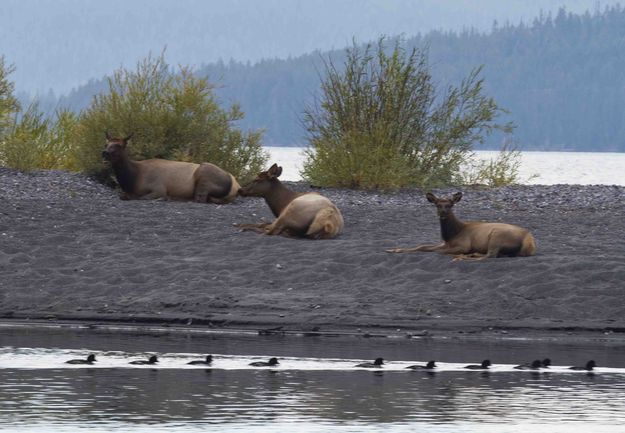 Watching The Ducks Swim By. Photo by Dave Bell.