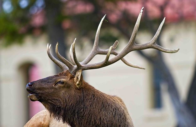 Mammoth Broke Tip. Photo by Dave Bell.