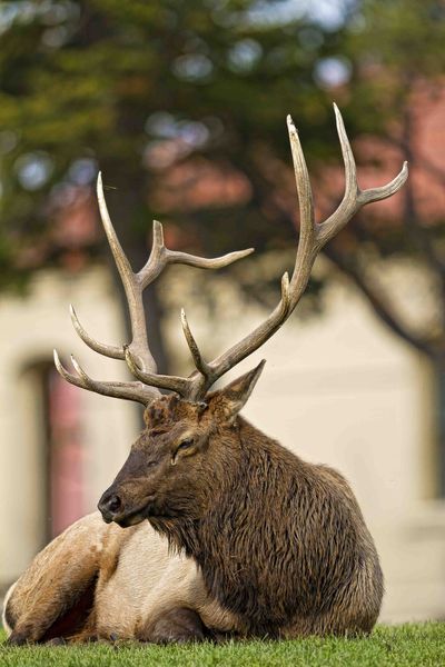 Mammoth Broke Tip. Photo by Dave Bell.