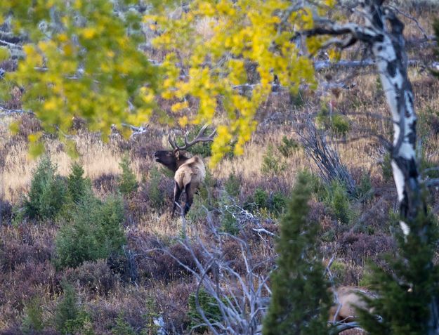 Colorful Aspen Buguler. Photo by Dave Bell.