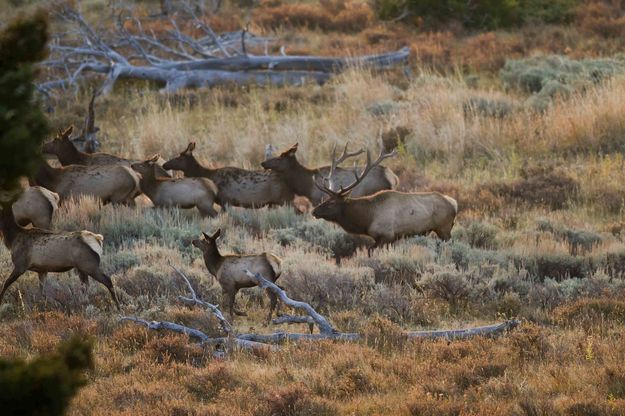 The Jail Break. Photo by Dave Bell.