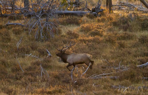 The Winner. Photo by Dave Bell.