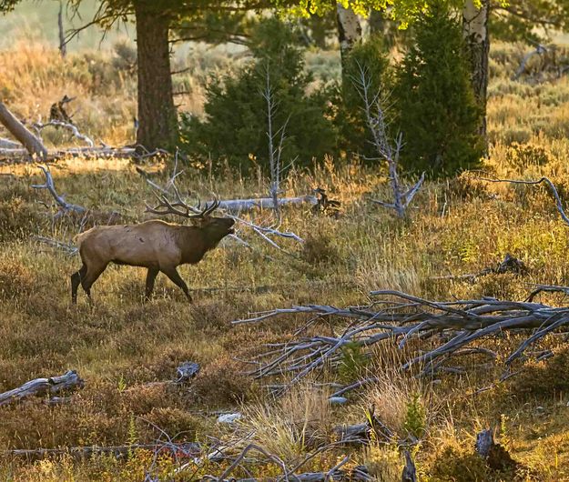 Greeting The Sun. Photo by Dave Bell.