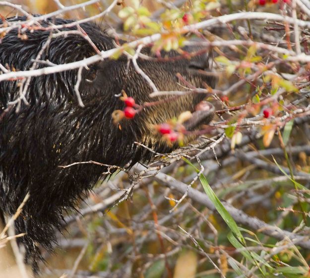 Going For The Berries. Photo by Dave Bell.