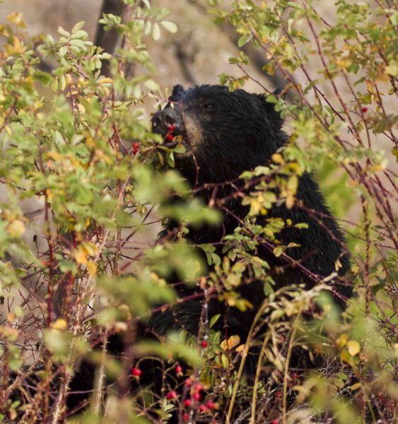 Feasting On The Berries. Photo by Dave Bell.