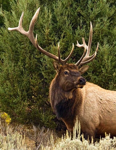 Good Personal Grooming. Photo by Dave Bell.