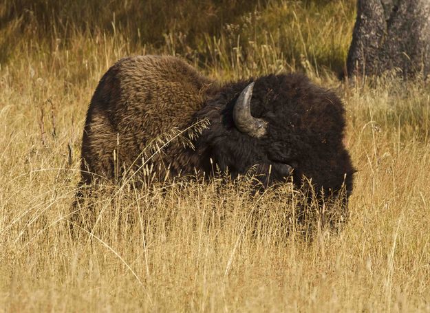 Massive Buffalo. Photo by Dave Bell.