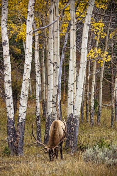 Elk Grazing Hard. Photo by Dave Bell.