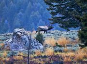 Responding To Scent. Photo by Dave Bell.